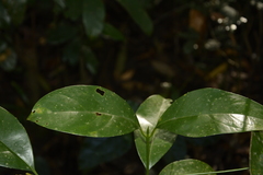 Beilschmiedia wightii