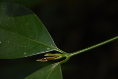 Beilschmiedia wightii