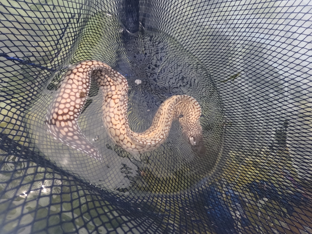 Whitespot Moray
