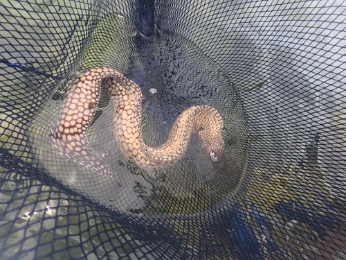 Whitespot Moray