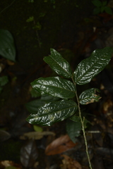 Miliusa