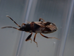 Scolopostethus affinis