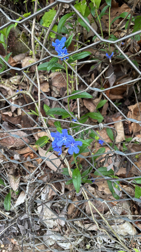 Aegonychon zollingeri