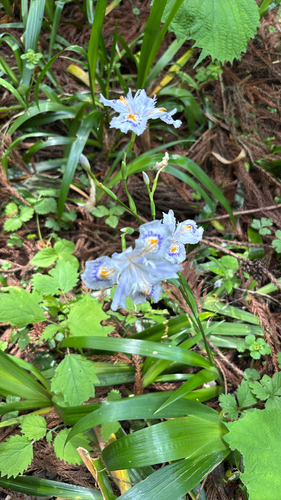 Fringed Iris