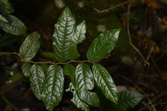 Miliusa