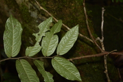 Miliusa
