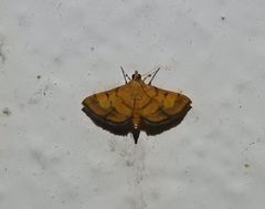 Orphanostigma abruptalis