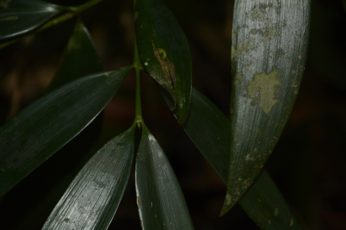 Image of Nageia wallichiana by (c) Siddarth Machado, some rights reserved (CC BY)