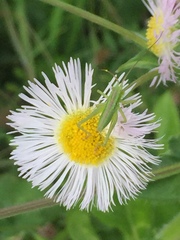 Tettigonia orientalis