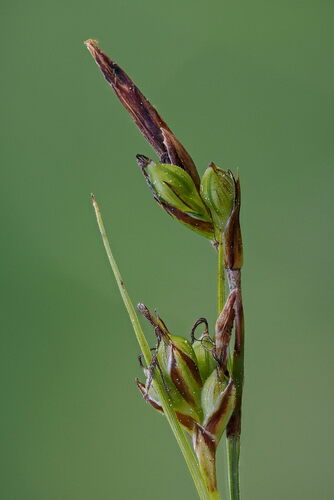 Carex halleriana, photograph 6