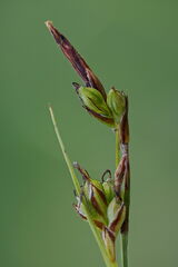 Carex halleriana, photograph (c) Gilles San Martin, some rights reserved (CC BY-SA)