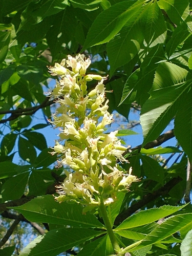 Aesculus glabra