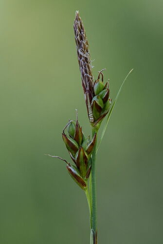 Carex halleriana, photograph 5