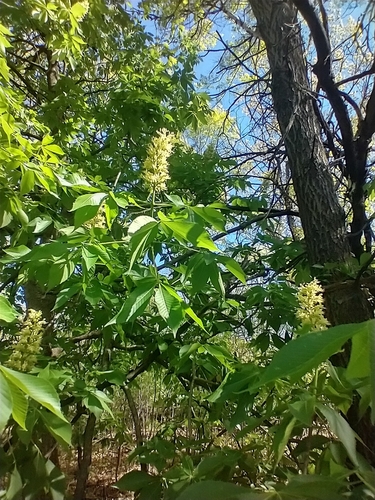 Aesculus glabra