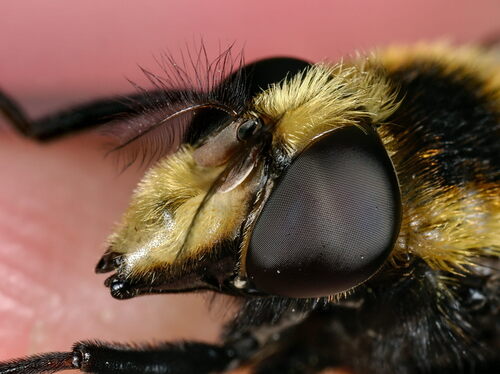 Bumble Bee Hover Fly photo 2