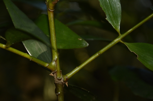Image of Nageia wallichiana by (c) Siddarth Machado, some rights reserved (CC BY)