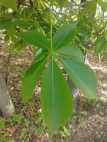 Aesculus glabra