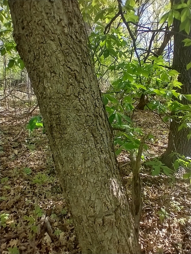 Aesculus glabra