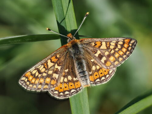 Marsh Fritillary photo 6