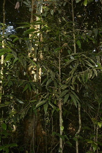 Image of Brown Podocarp (Nageia wallichiana) by (c) Siddarth Machado, some rights reserved (CC BY)