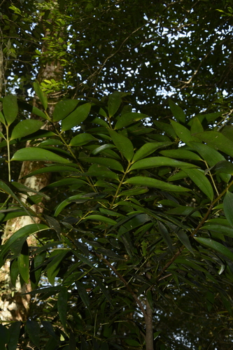 Image of Brown Podocarp (Nageia wallichiana) by (c) Siddarth Machado, some rights reserved (CC BY)