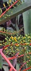 Aechmea ramosa, photograph (c) Marcio Santos Ferreira, some rights reserved (CC BY)