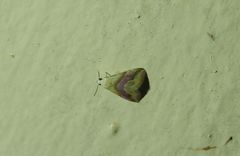 Eublemma roseana