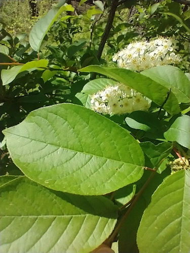 Prunus virginiana