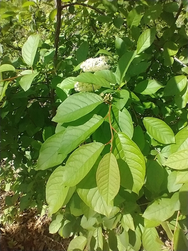 Prunus virginiana