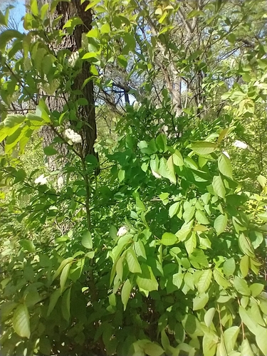 Prunus virginiana