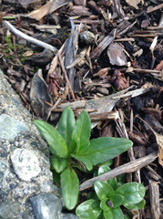 Epilobium ciliatum watsonii