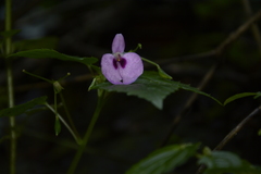 Impatiens elegans