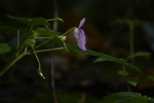 Image of Impatiens elegans by (c) Siddarth Machado, some rights reserved (CC BY)
