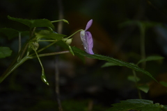 Impatiens elegans