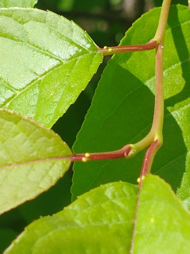 Prunus virginiana