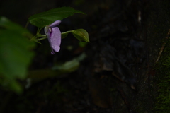 Impatiens elegans