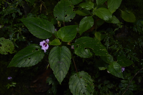 Image of Impatiens elegans by (c) Siddarth Machado, some rights reserved (CC BY)