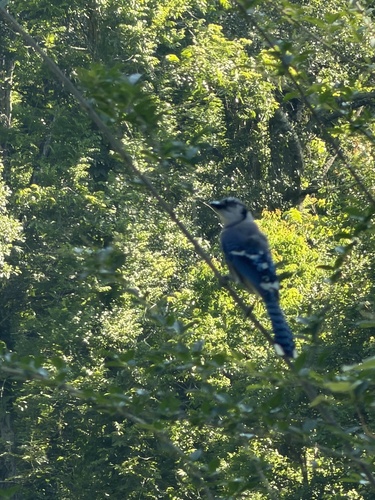 Blue Jay