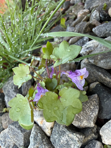 Ivy-leaved toadflax