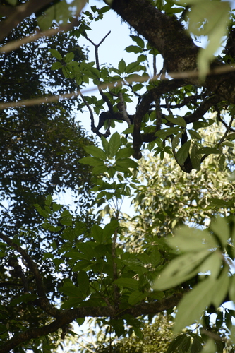 Schefflera macrantha