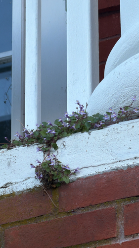 Ivy-leaved toadflax