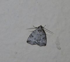 Blenina lichenopa