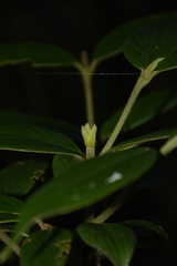 Lasianthus rostratus