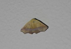 Xanthanomis fuscifrons