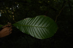 Meliosma simplicifolia simplicifolia