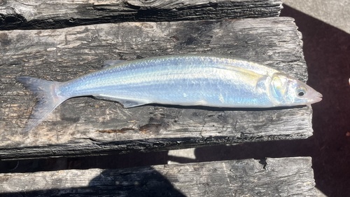 Jack silverside (Atherinopsis californiensis) — Atherinopsidae — 2
