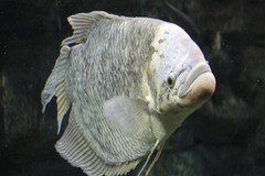 Osphronemus goramy