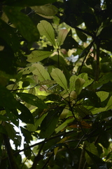 Meliosma simplicifolia simplicifolia
