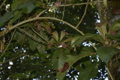 Meliosma simplicifolia simplicifolia
