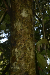Meliosma simplicifolia simplicifolia